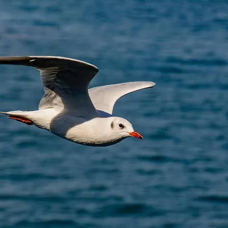 Dreher Casa de Férias Meersburg