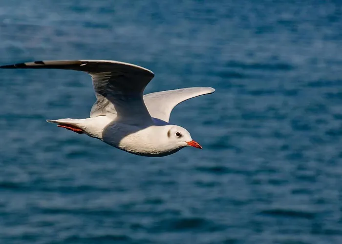 Dreher Semesterbostad Meersburg